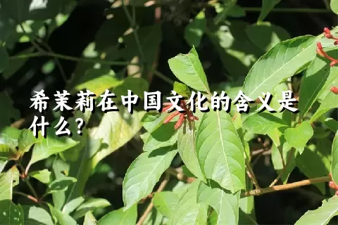 希茉莉在中国文化的含义是什么？