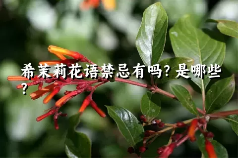 希茉莉花语禁忌有吗？是哪些？