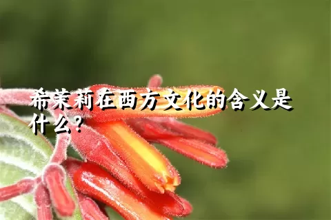 希茉莉在西方文化的含义是什么？