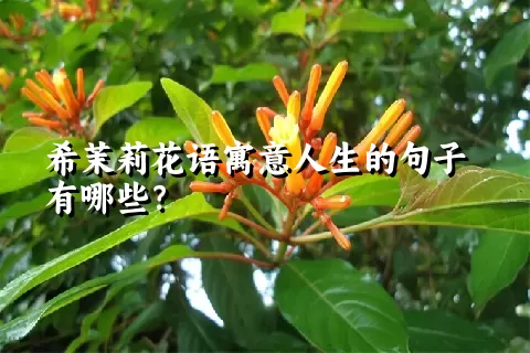 希茉莉花语寓意人生的句子有哪些？