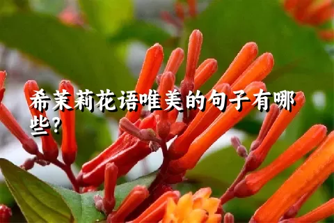 希茉莉花语唯美的句子有哪些？