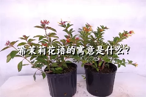 希茉莉花语的寓意是什么？