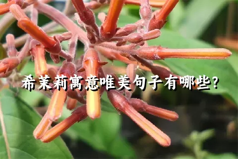 希茉莉寓意唯美句子有哪些？