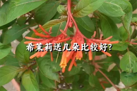 希茉莉送几朵比较好？