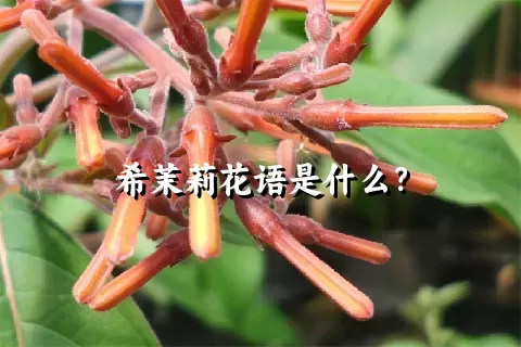 希茉莉花语是什么？