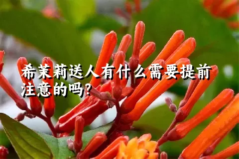 希茉莉送人有什么需要提前注意的吗？