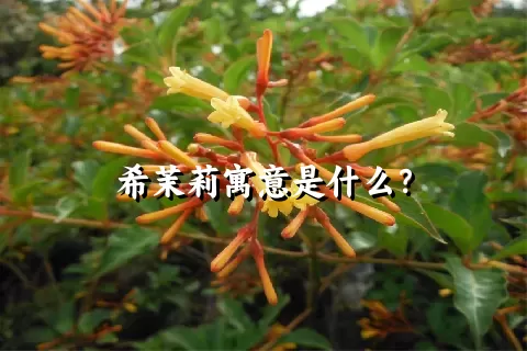 希茉莉寓意是什么？