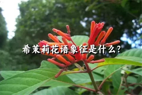 希茉莉花语象征是什么？