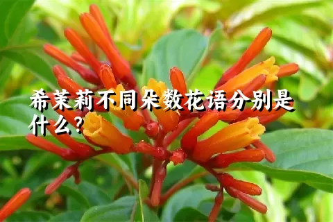 希茉莉不同朵数花语分别是什么？