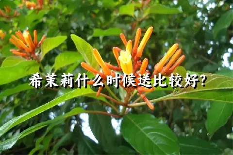 希茉莉什么时候送比较好？