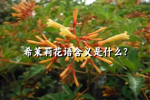 希茉莉花语含义是什么？