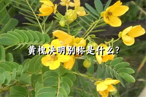 黄槐决明别称是什么？