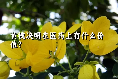 黄槐决明在医药上有什么价值？