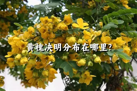 黄槐决明分布在哪里?