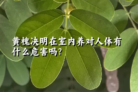 黄槐决明在室内养对人体有什么危害吗？