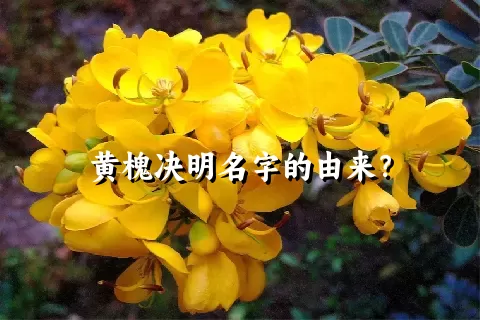 黄槐决明名字的由来？