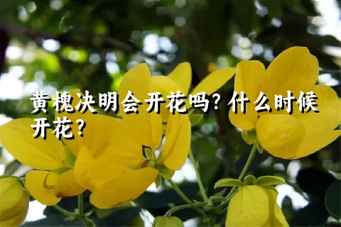 黄槐决明会开花吗？什么时候开花？