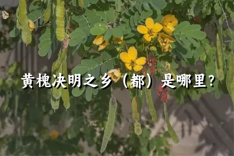 黄槐决明之乡（都）是哪里？