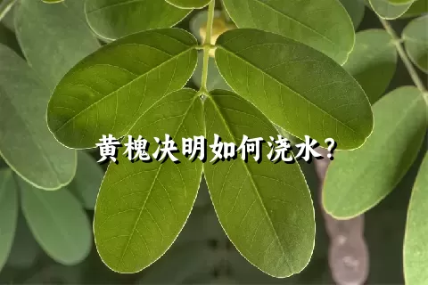 黄槐决明如何浇水？