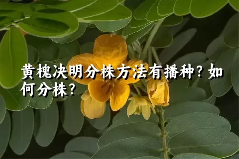 黄槐决明分株方法有播种？如何分株？