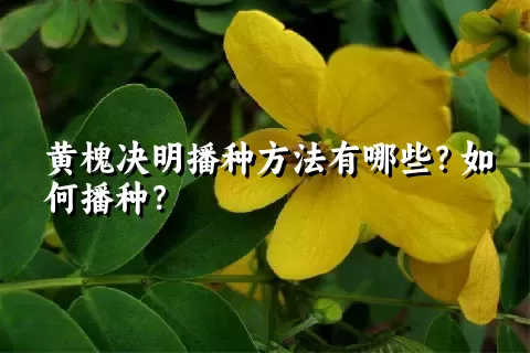 黄槐决明播种方法有哪些？如何播种？