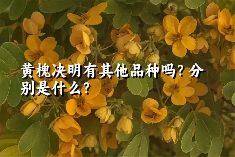 黄槐决明有其他品种吗？分别是什么？