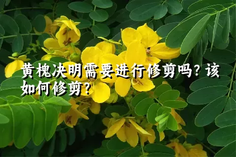 黄槐决明需要进行修剪吗？该如何修剪？