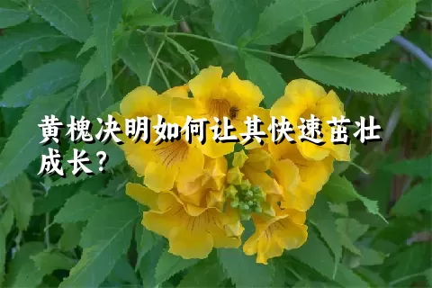 黄槐决明如何让其快速茁壮成长？