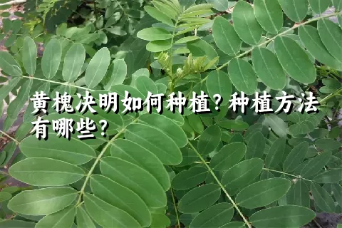 黄槐决明如何种植？种植方法有哪些？