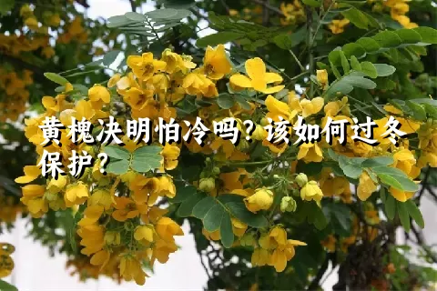 黄槐决明怕冷吗？该如何过冬保护？