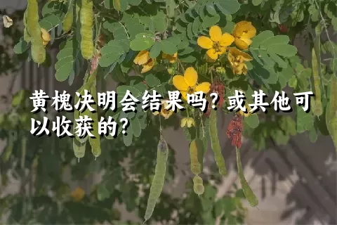 黄槐决明会结果吗？或其他可以收获的？