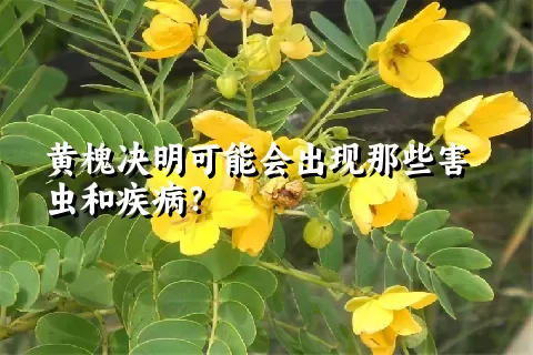 黄槐决明可能会出现那些害虫和疾病？