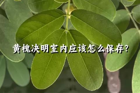 黄槐决明室内应该怎么保存？