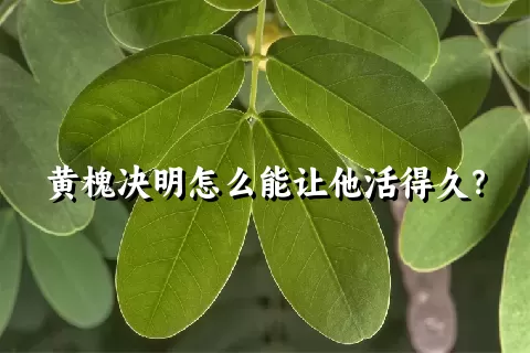 黄槐决明怎么能让他活得久？