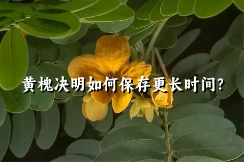 黄槐决明如何保存更长时间？