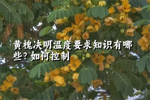 黄槐决明温度要求知识有哪些？如何控制