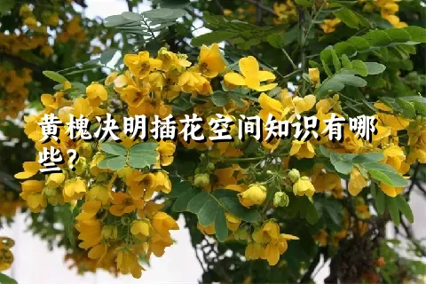 黄槐决明插花空间知识有哪些？