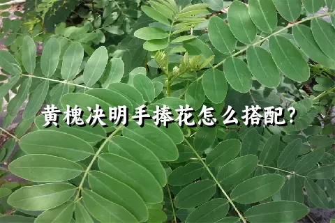 黄槐决明手捧花怎么搭配？