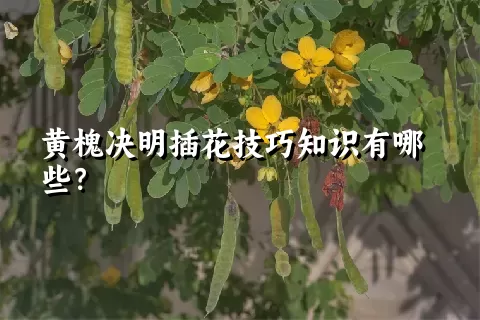 黄槐决明插花技巧知识有哪些？