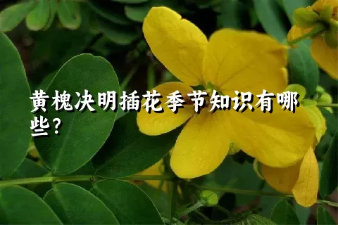 黄槐决明插花季节知识有哪些？