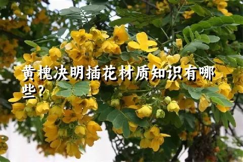 黄槐决明插花材质知识有哪些？