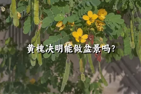 黄槐决明能做盆景吗？