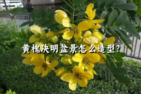 黄槐决明盆景怎么造型？