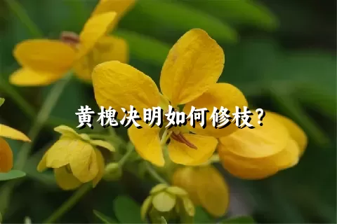 黄槐决明如何修枝？