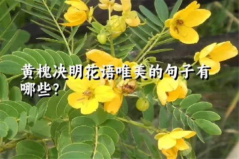 黄槐决明花语唯美的句子有哪些？