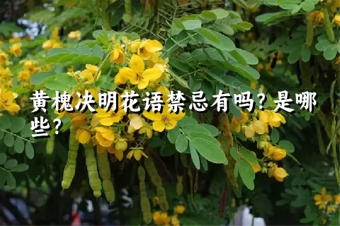 黄槐决明花语禁忌有吗？是哪些？