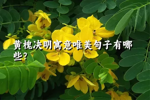 黄槐决明寓意唯美句子有哪些？