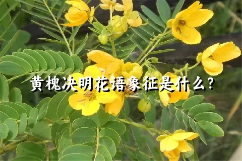 黄槐决明花语象征是什么？