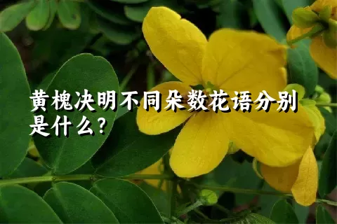 黄槐决明不同朵数花语分别是什么？