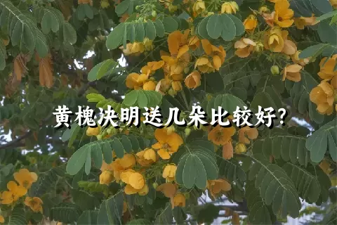 黄槐决明送几朵比较好？